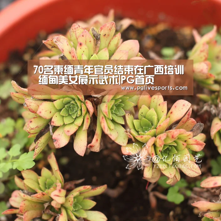 70名柬缅青年官员结束在广西培训 缅甸美女展示武术|PG首页(图3) PG官网