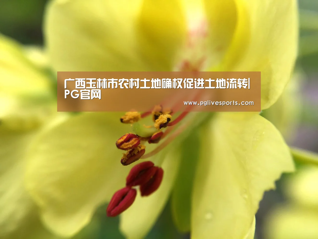 广西玉林市农村土地确权促进土地流转|PG官网(图2) PG首页
